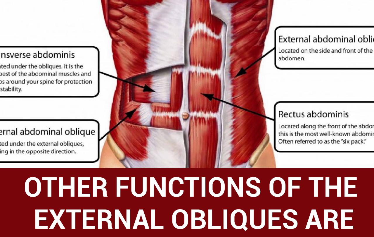 External Oblique Function