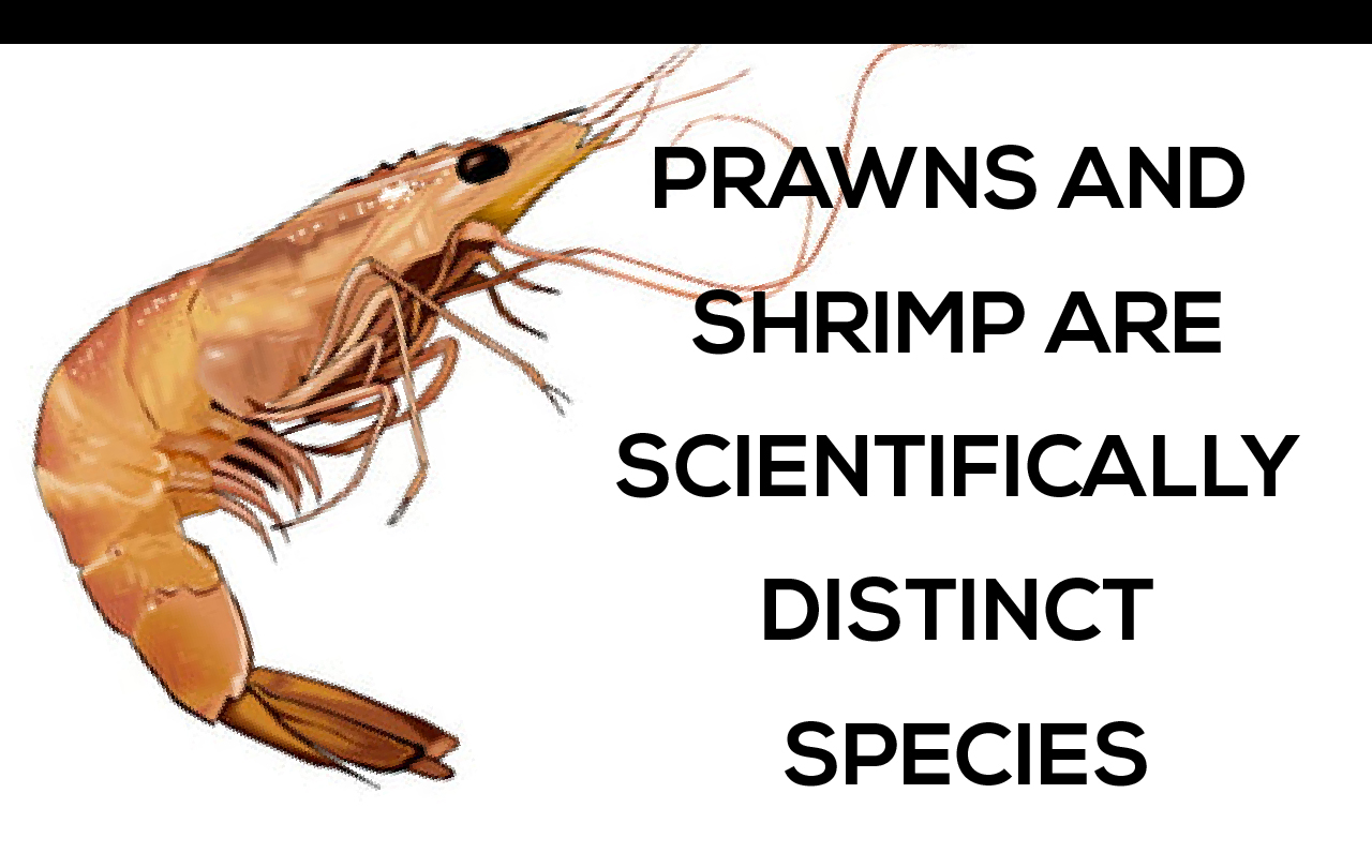What Are Prawns Vs Shrimp